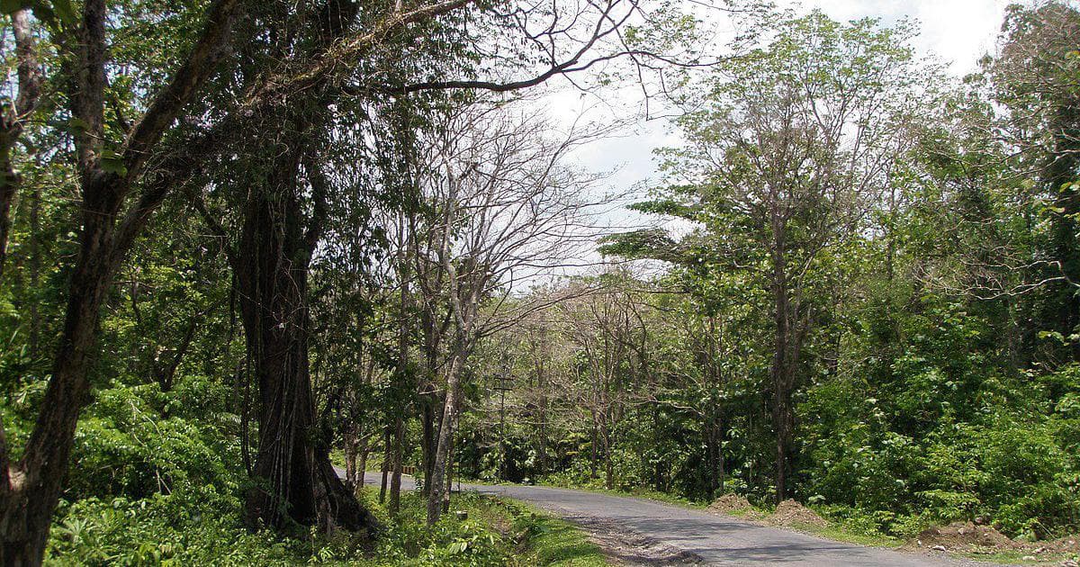 Andaman Forests