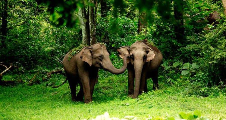 Bhadra Wildlife Sanctuary