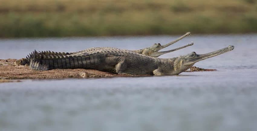 Chambal National Sanctuary