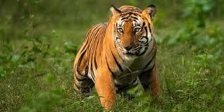 Jim Corbett National Park