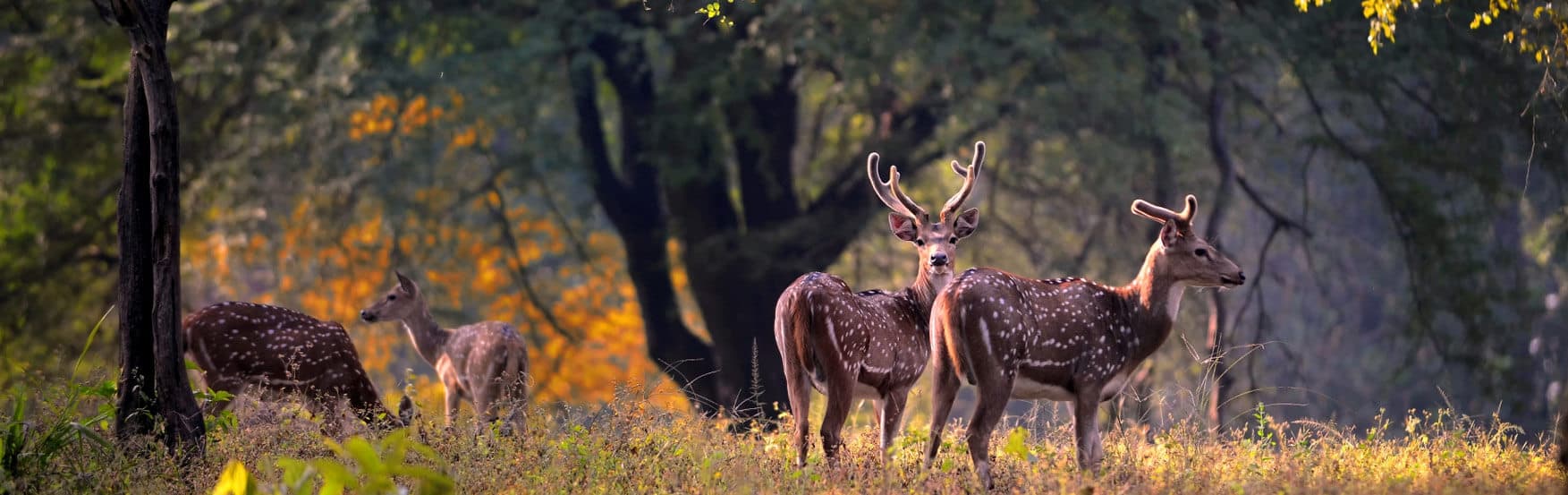 Kanha National Park