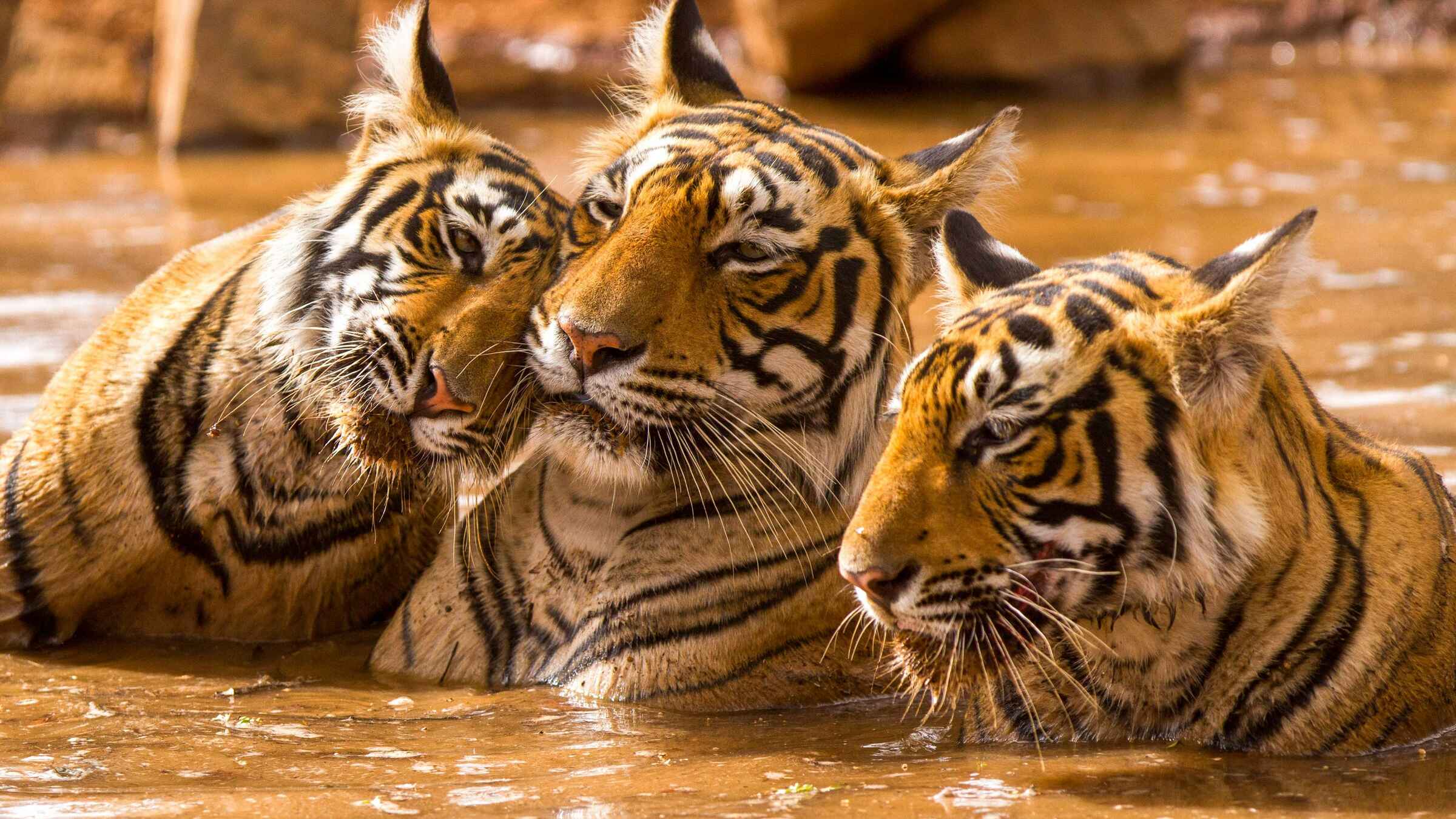 Ranthambore National Park