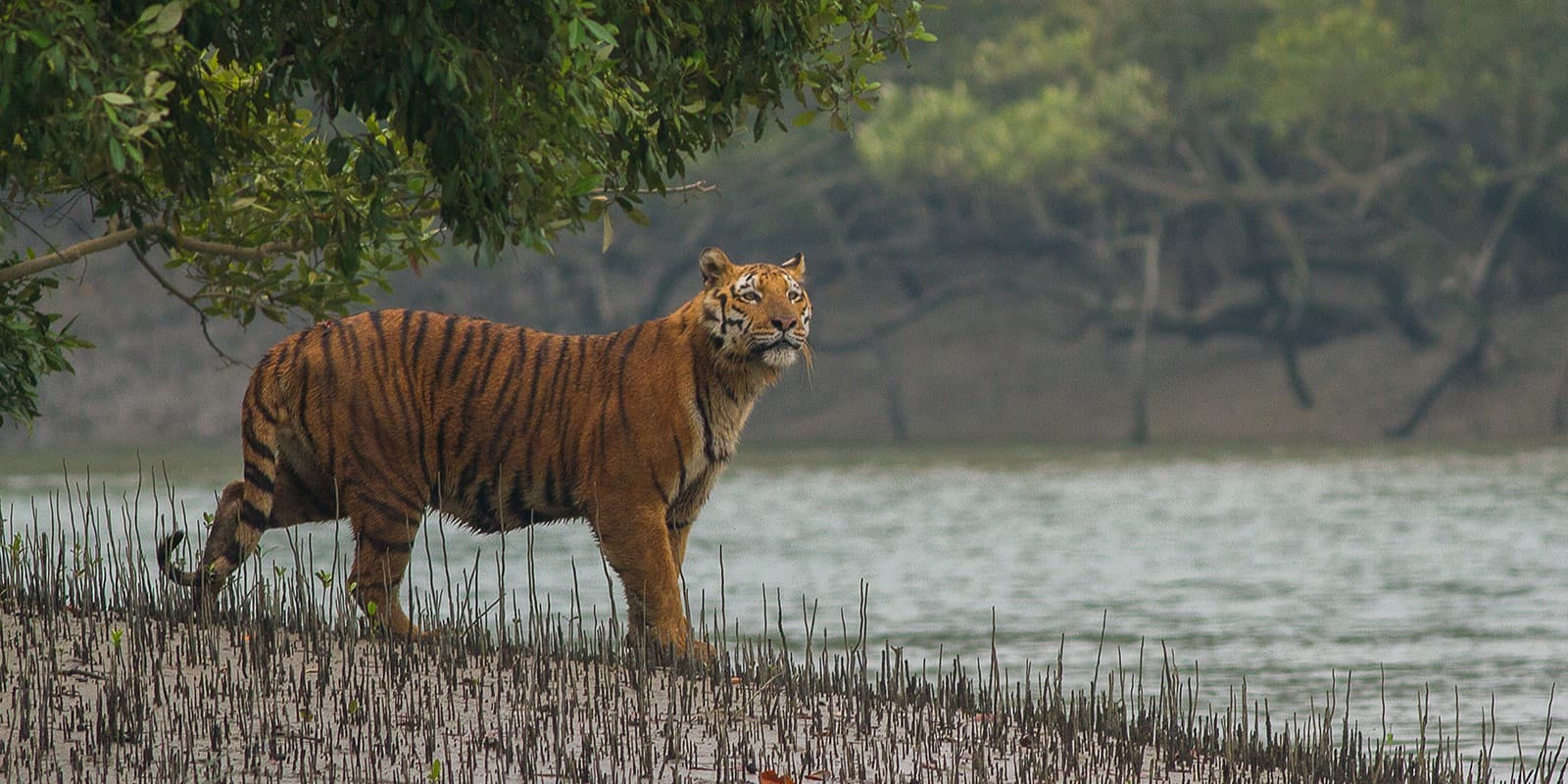 Sundarbans National Park