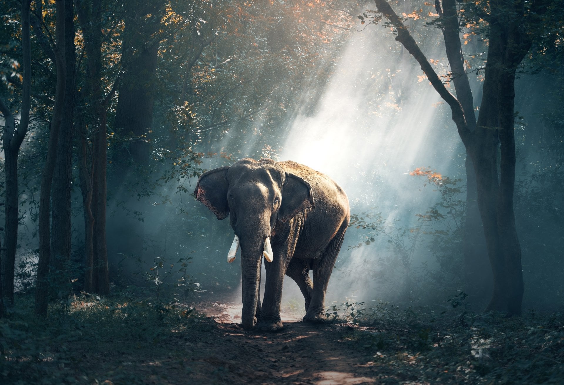 About Indian Forests